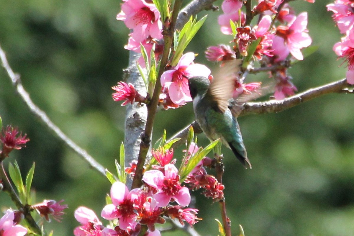 Ruby-throated Hummingbird - ML619061177