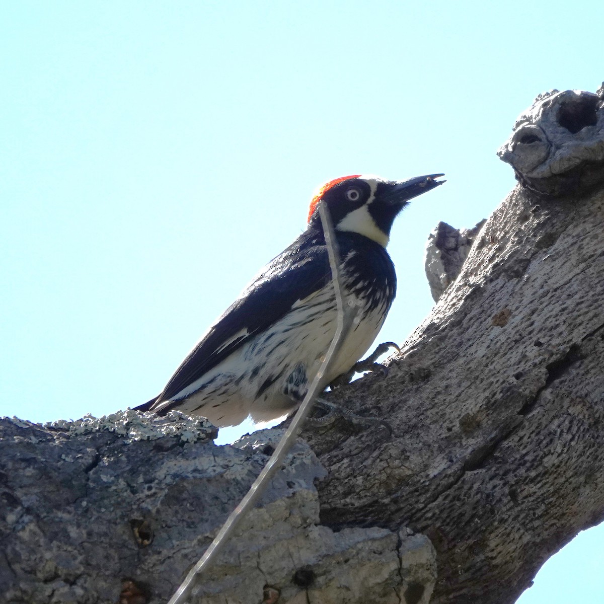 Acorn Woodpecker - ML619061178