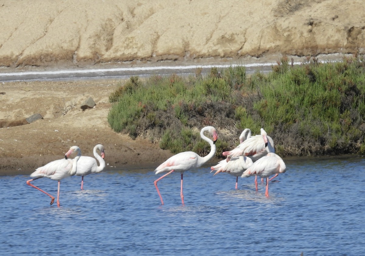 Greater Flamingo - ML619061191
