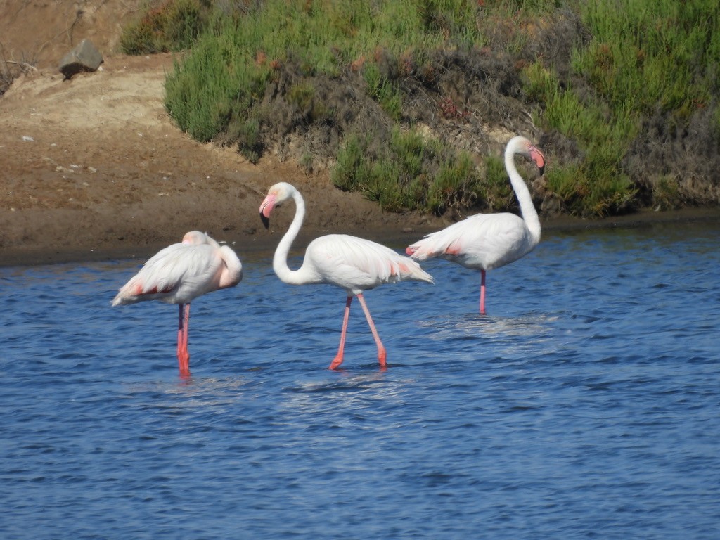 Greater Flamingo - ML619061197