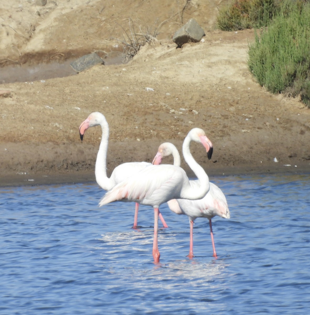Greater Flamingo - ML619061199