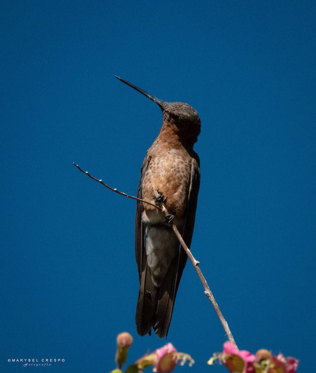kolibřík velký - ML619061220