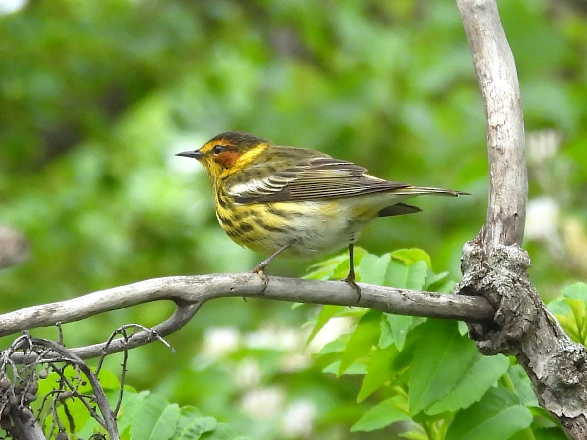 Cape May Warbler - ML619061235