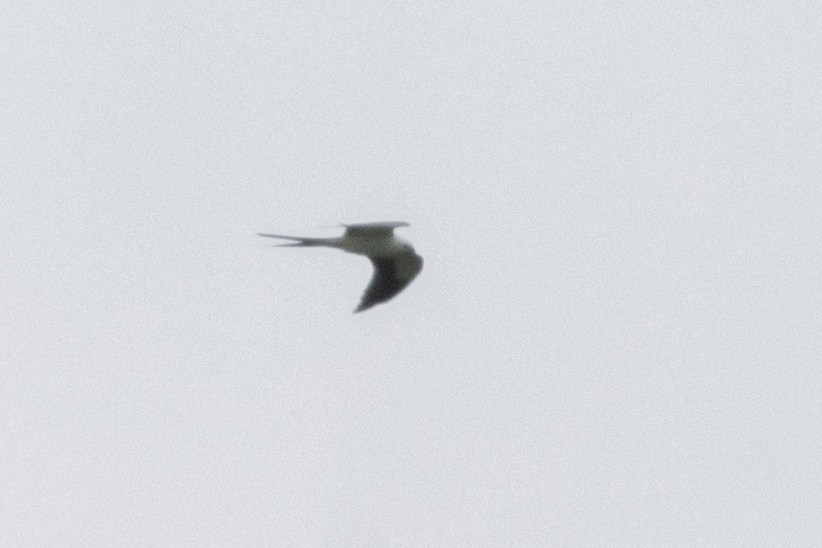 Swallow-tailed Kite - ML619061254