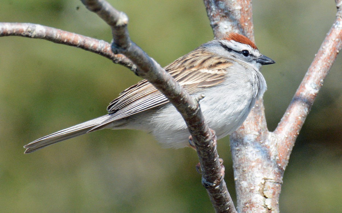 Chipping Sparrow - ML619061277