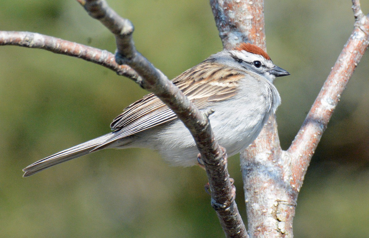 Chipping Sparrow - ML619061279