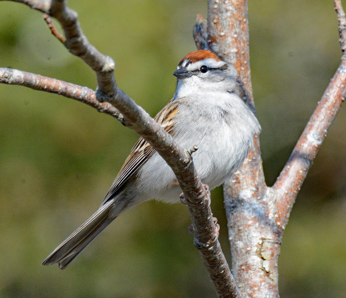 Chipping Sparrow - ML619061280