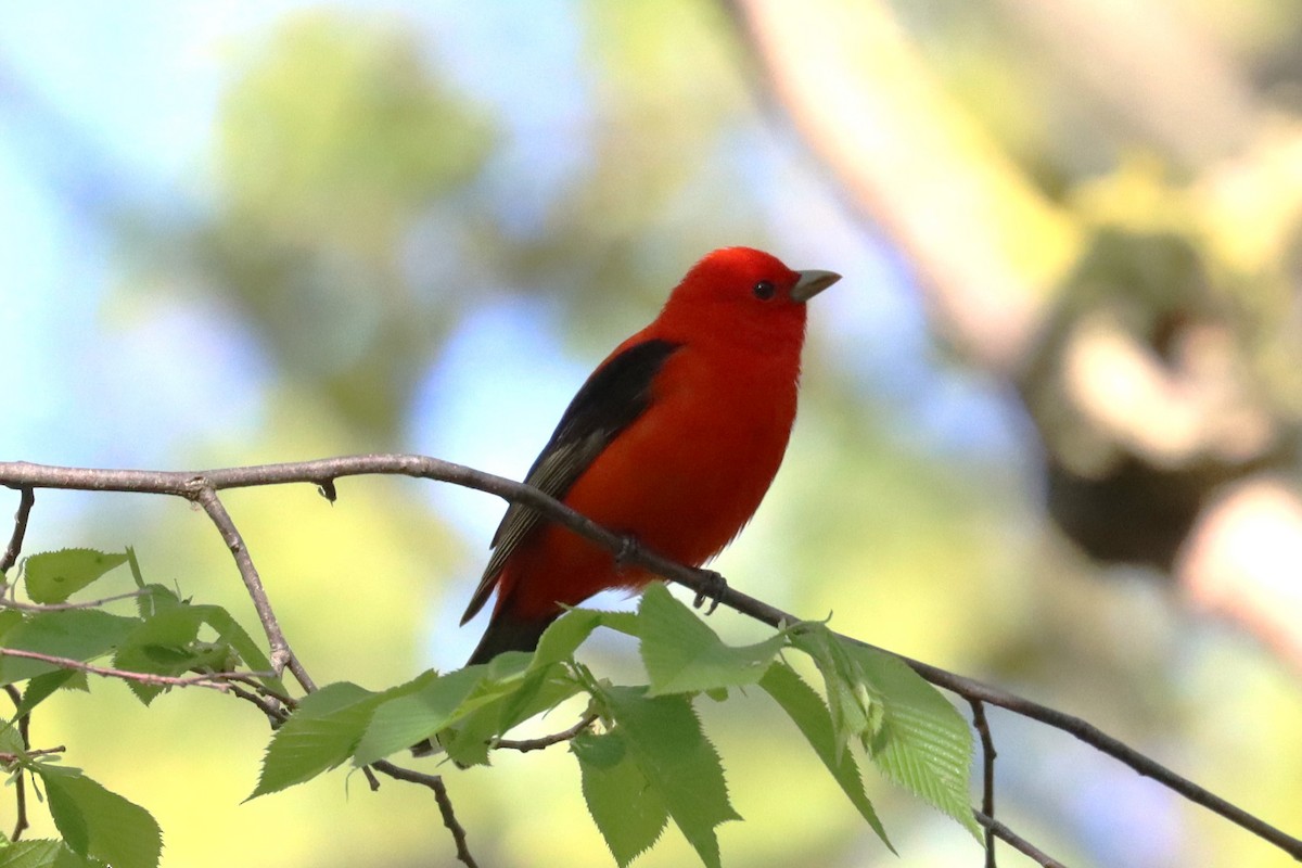Scarlet Tanager - ML619061285