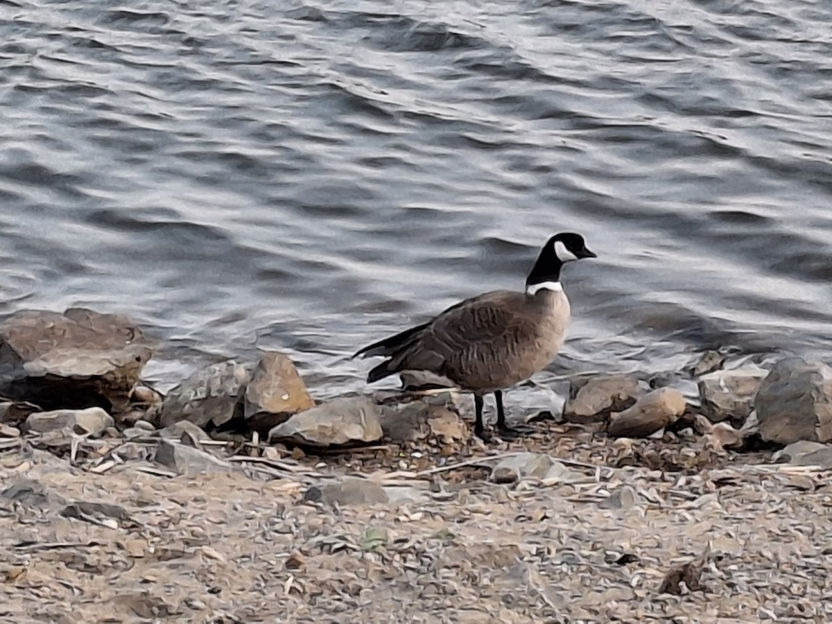 Cackling Goose (Aleutian) - ML619061303
