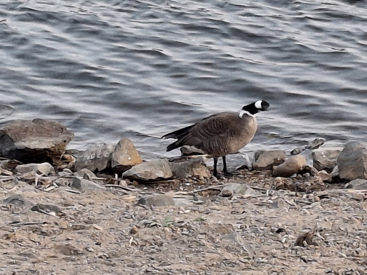 Cackling Goose (Aleutian) - ML619061321