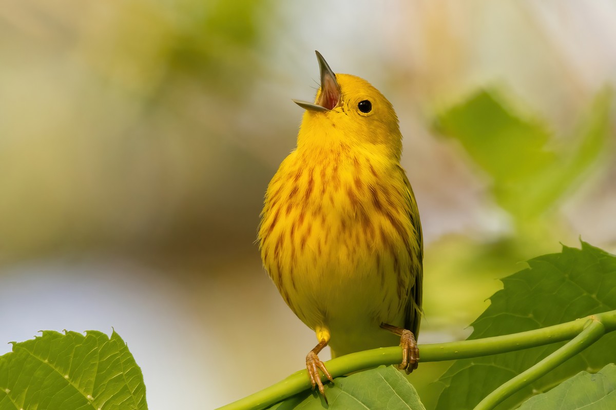 Yellow Warbler (Northern) - Sean Williams