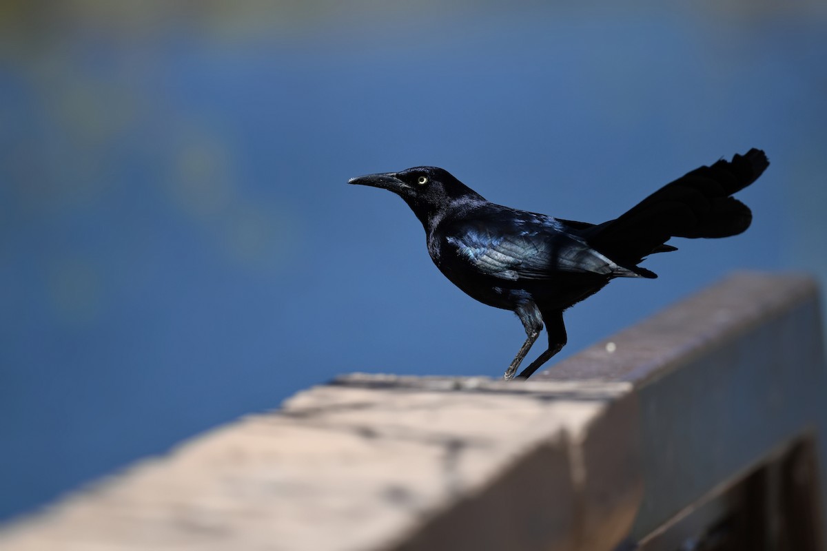 Great-tailed Grackle - ML619061325