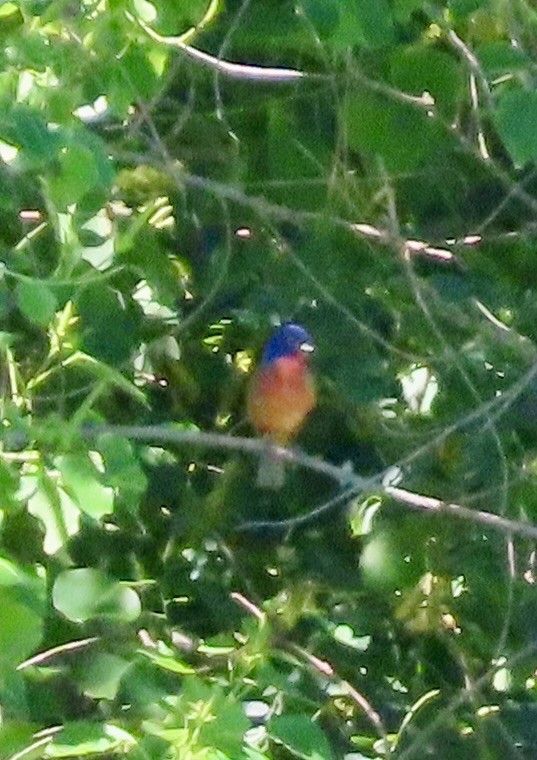 Painted Bunting - ML619061332