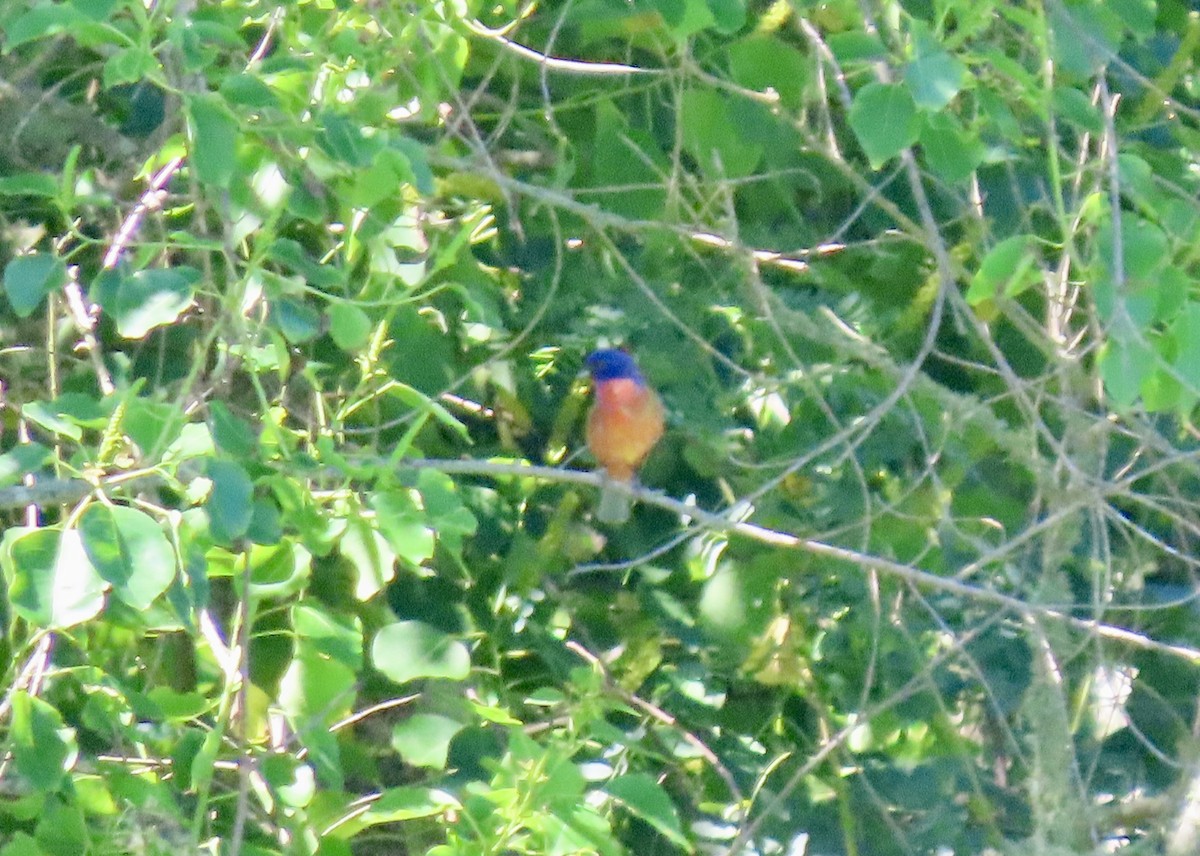 Painted Bunting - ML619061333