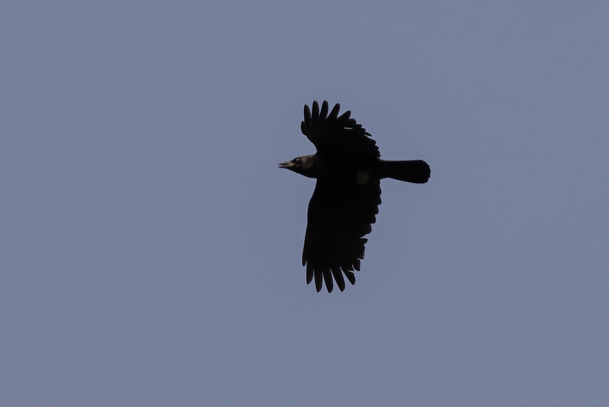 crow sp. - ML619061345
