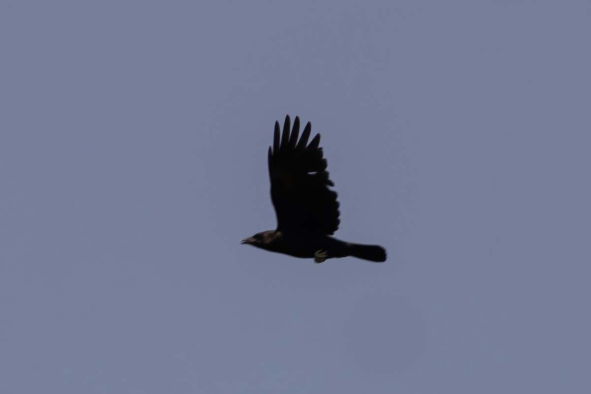 crow sp. - ML619061346