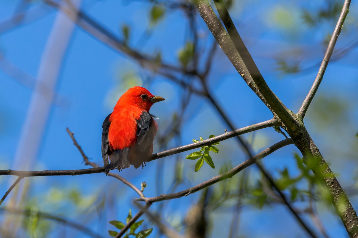 Scarlet Tanager - ML619061348