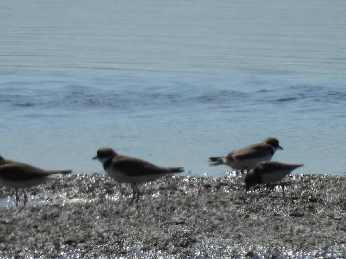Semipalmated Plover - ML619061361