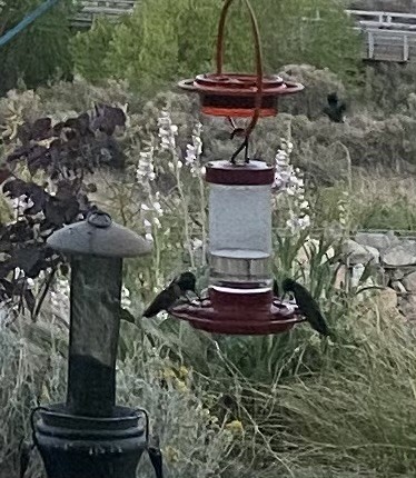 Broad-billed Hummingbird - ML619061368
