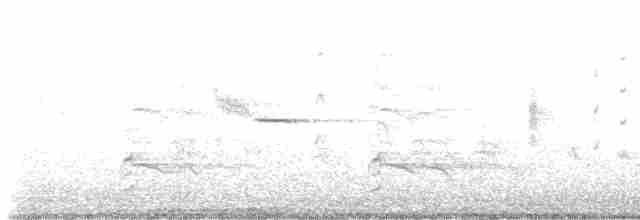 Rotschulterbussard [lineatus-Gruppe] - ML619061378