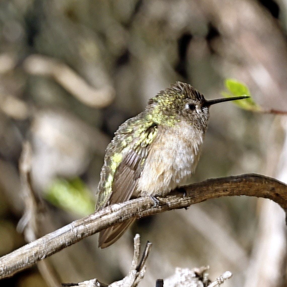 Calliope Hummingbird - ML619061386