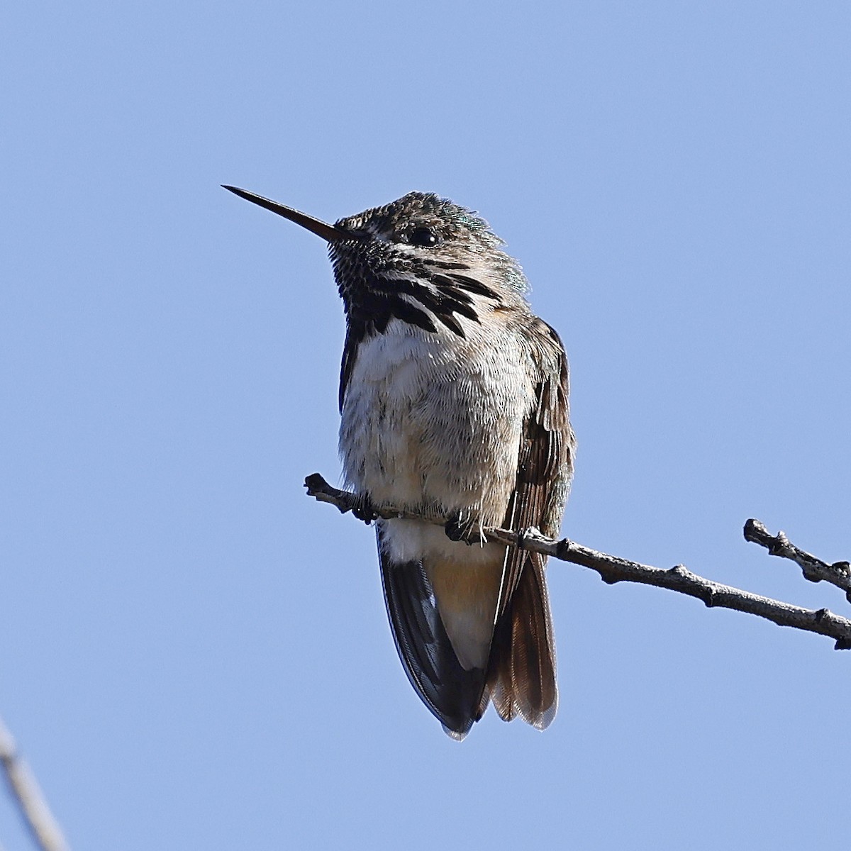 Calliope Hummingbird - ML619061402