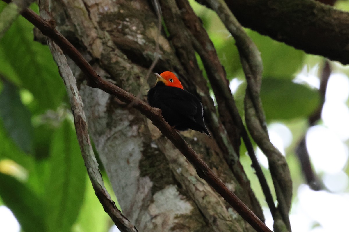 Red-capped Manakin - ML619061403