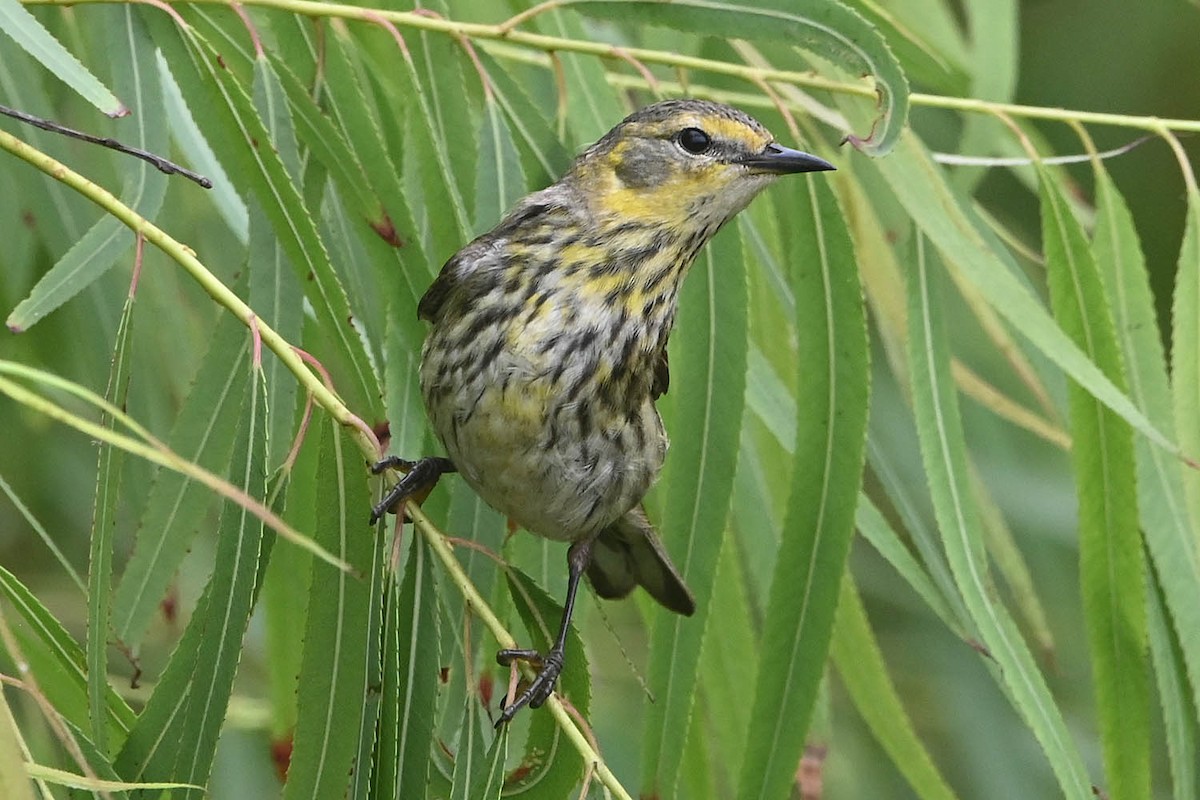 Cape May Warbler - ML619061404