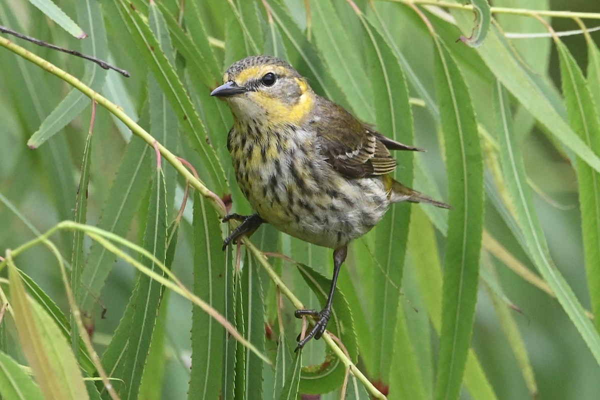 Cape May Warbler - ML619061405