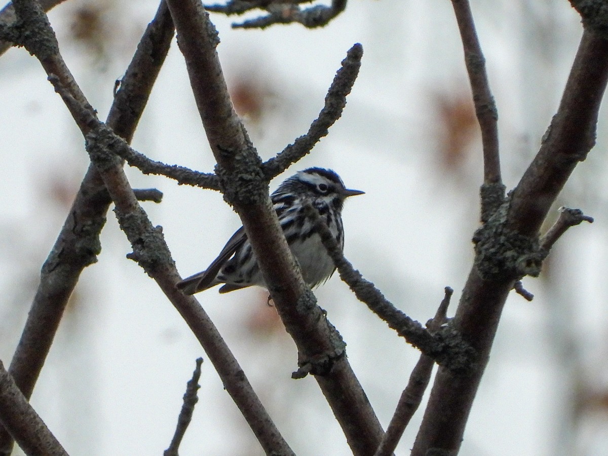 Black-and-white Warbler - ML619061417