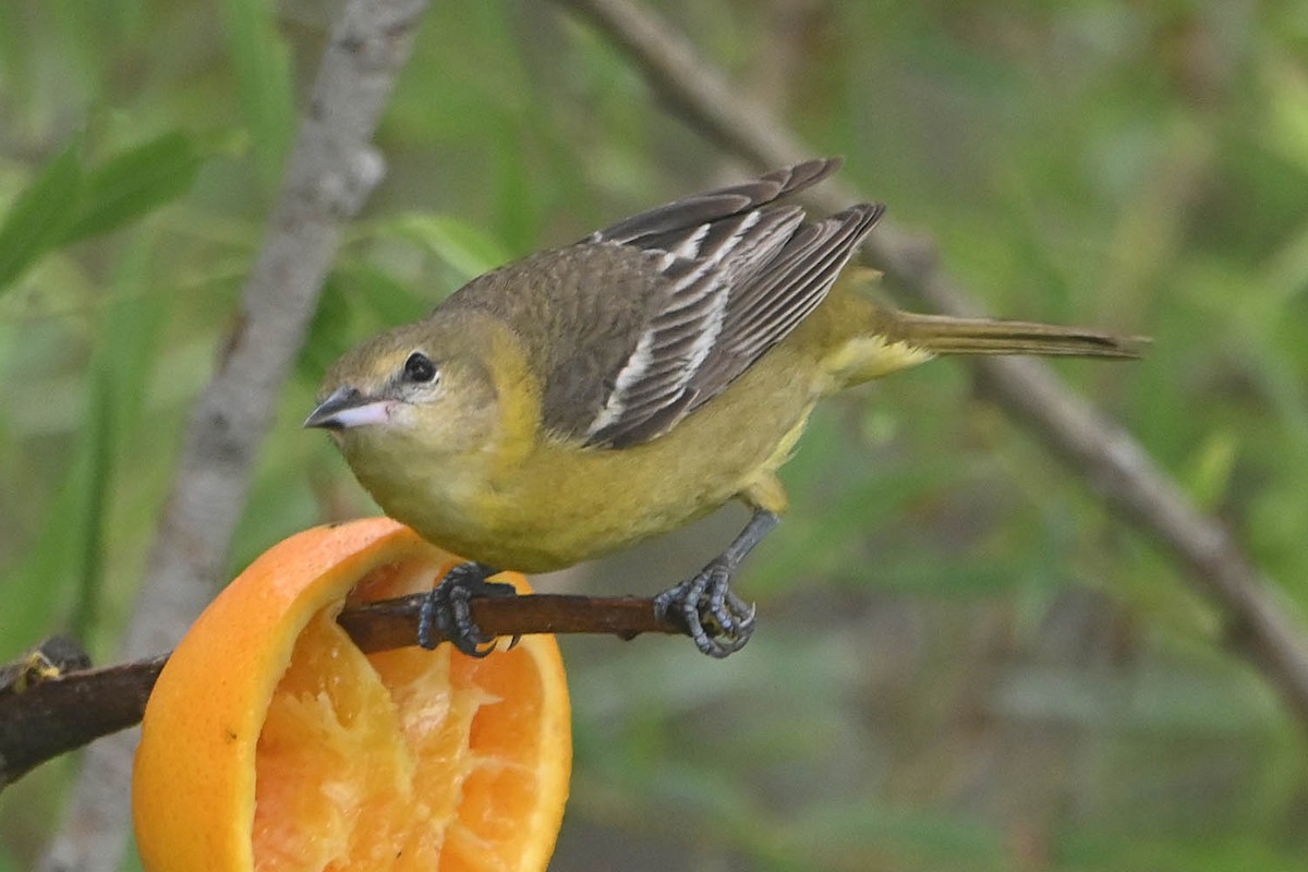 Orchard Oriole - ML619061425