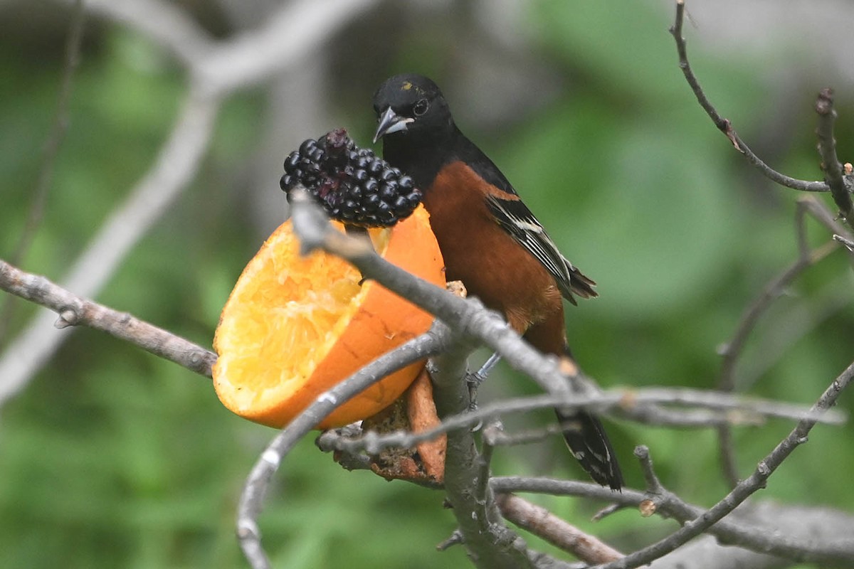 Orchard Oriole - ML619061426