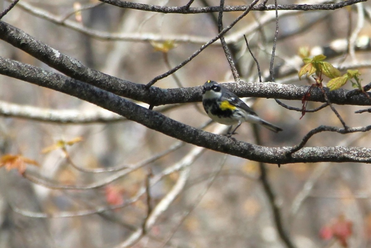 Yellow-rumped Warbler - ML619061444