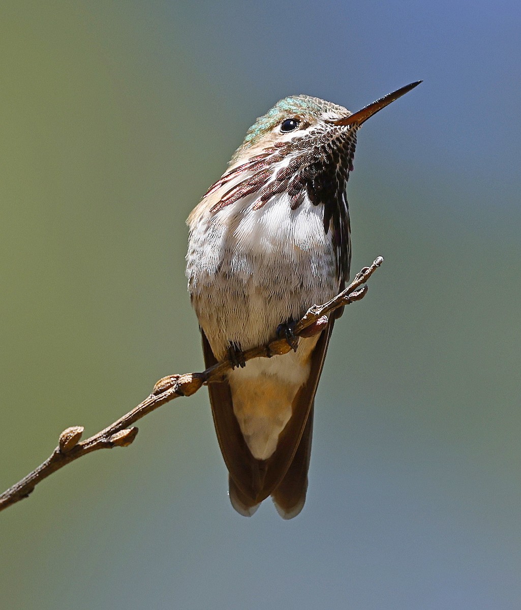 Calliope Hummingbird - ML619061463