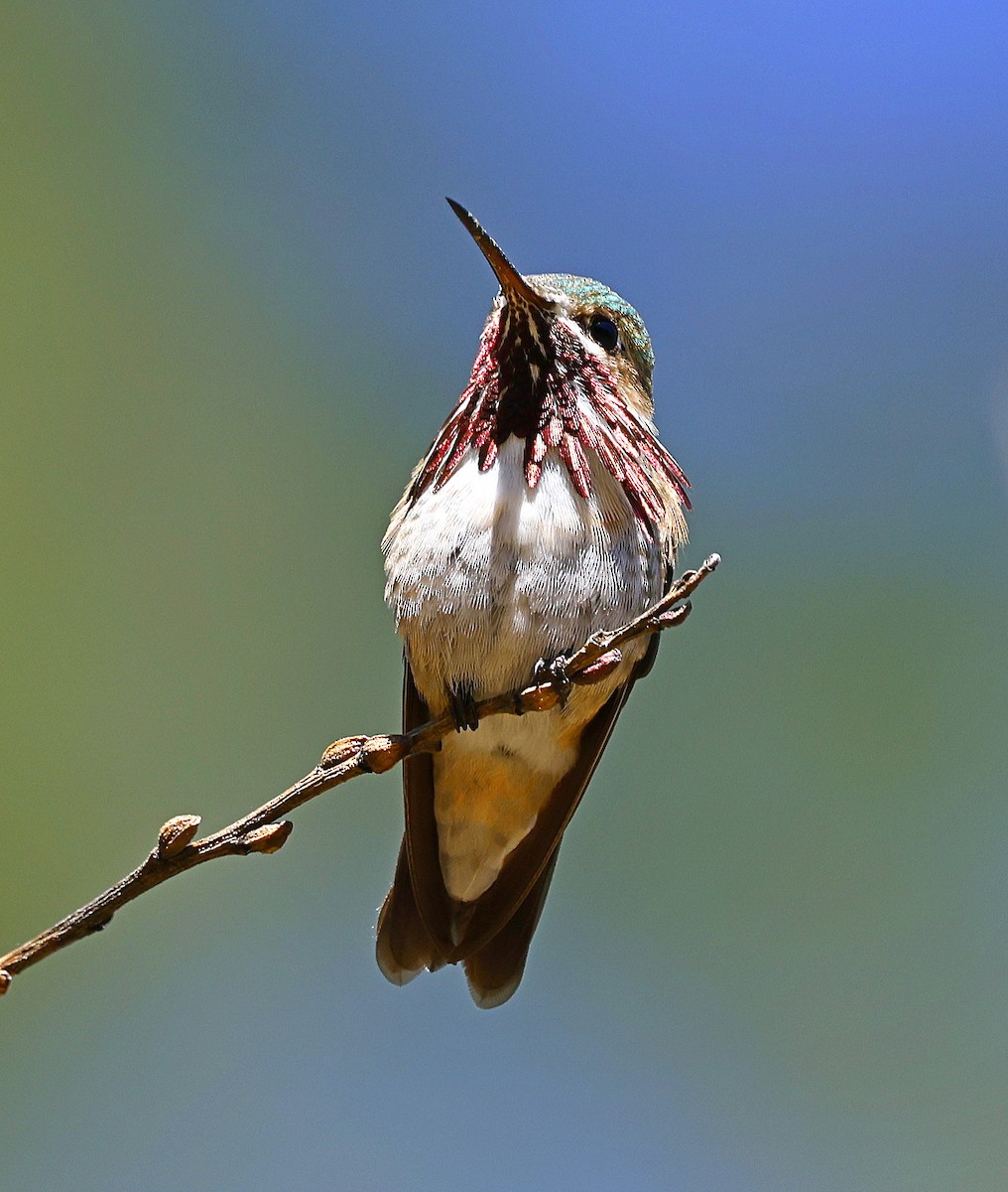 Calliope Hummingbird - ML619061481