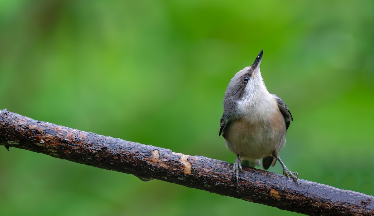Brown-headed Nuthatch - ML619061487