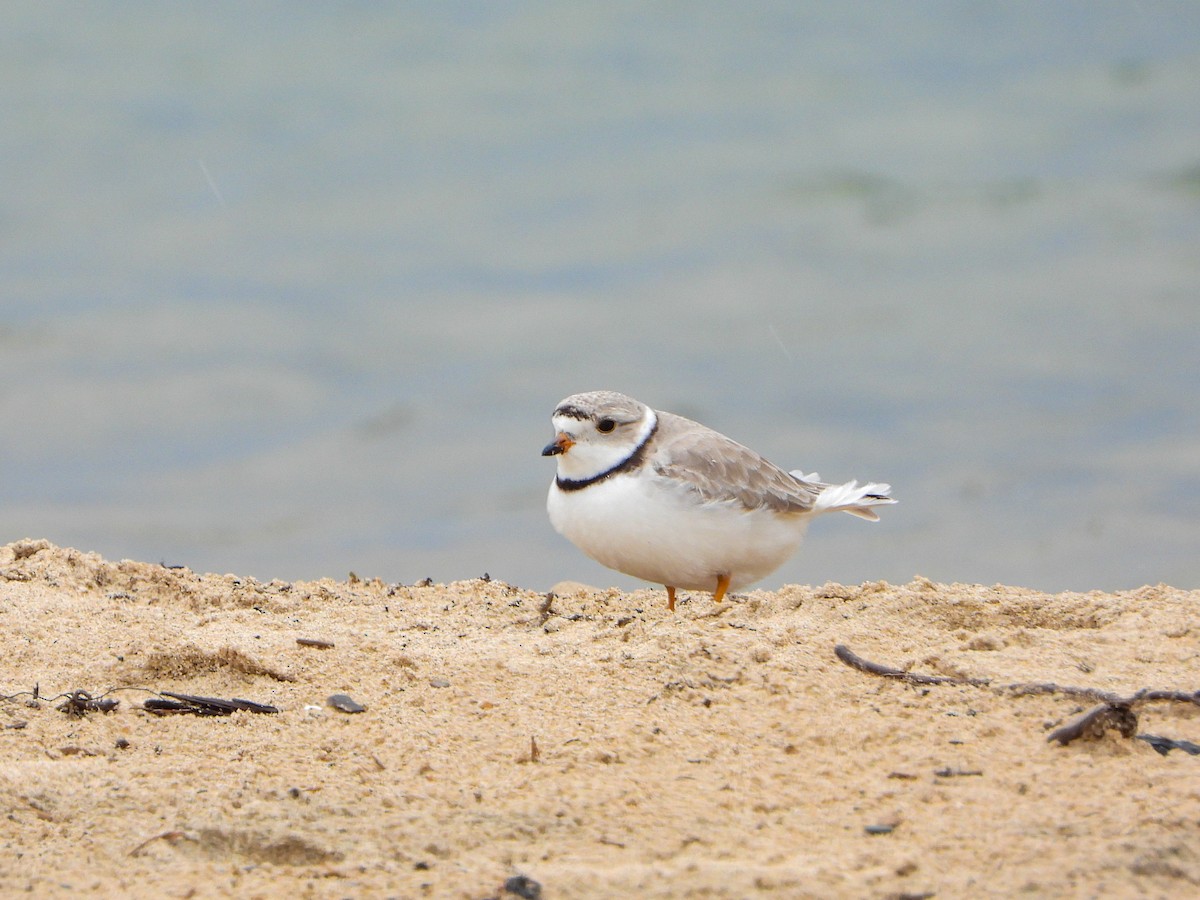 Piping Plover - ML619061490