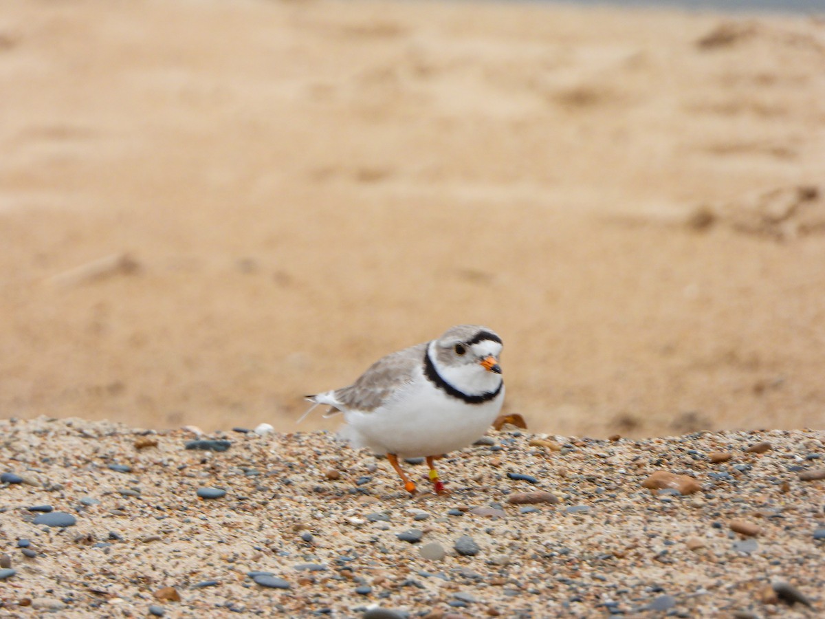 Piping Plover - ML619061491