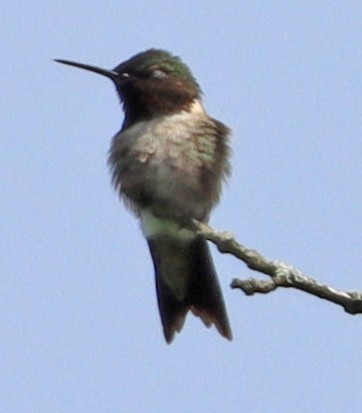 Ruby-throated Hummingbird - ML619061530