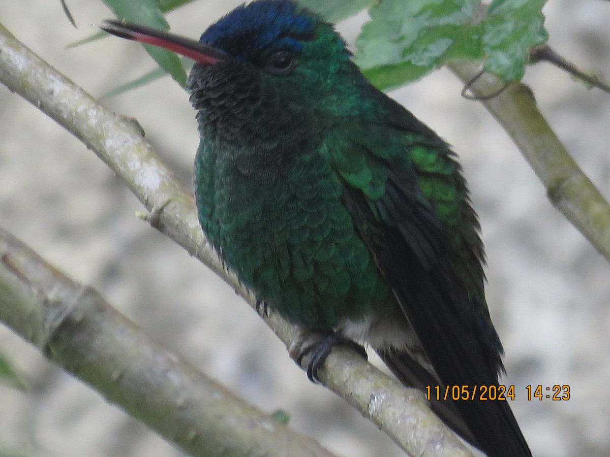 kolibřík indigovohlavý - ML619061549
