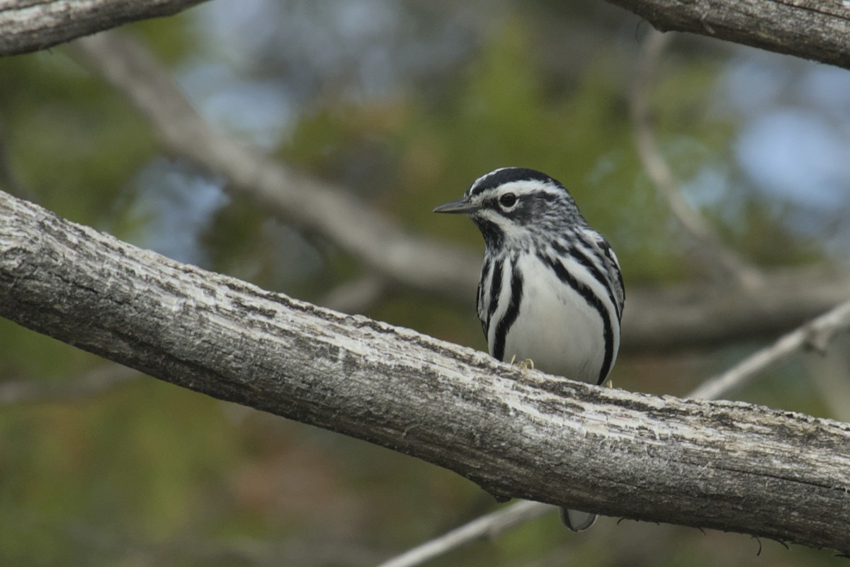 Black-and-white Warbler - ML619061571