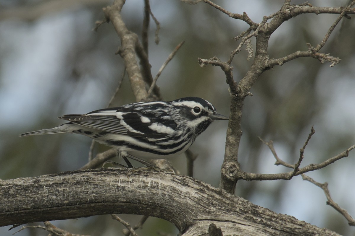 Black-and-white Warbler - ML619061572