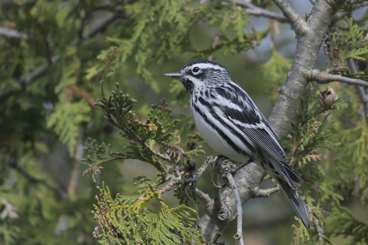 Black-and-white Warbler - ML619061573