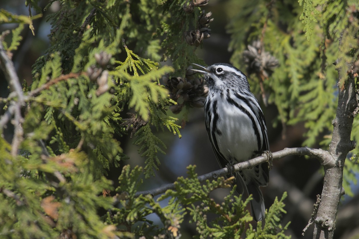 Black-and-white Warbler - ML619061574