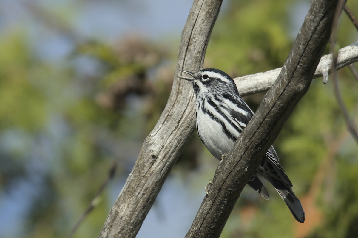 Black-and-white Warbler - ML619061576