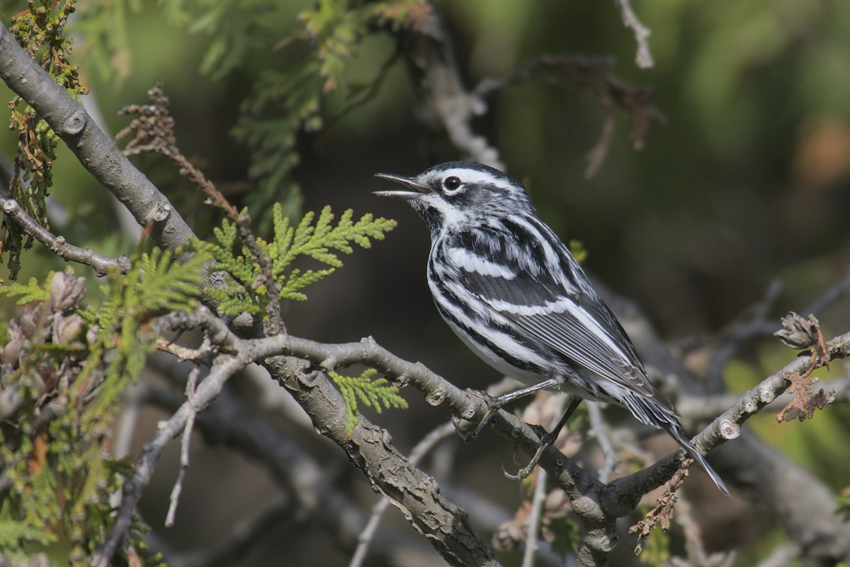 Black-and-white Warbler - ML619061577