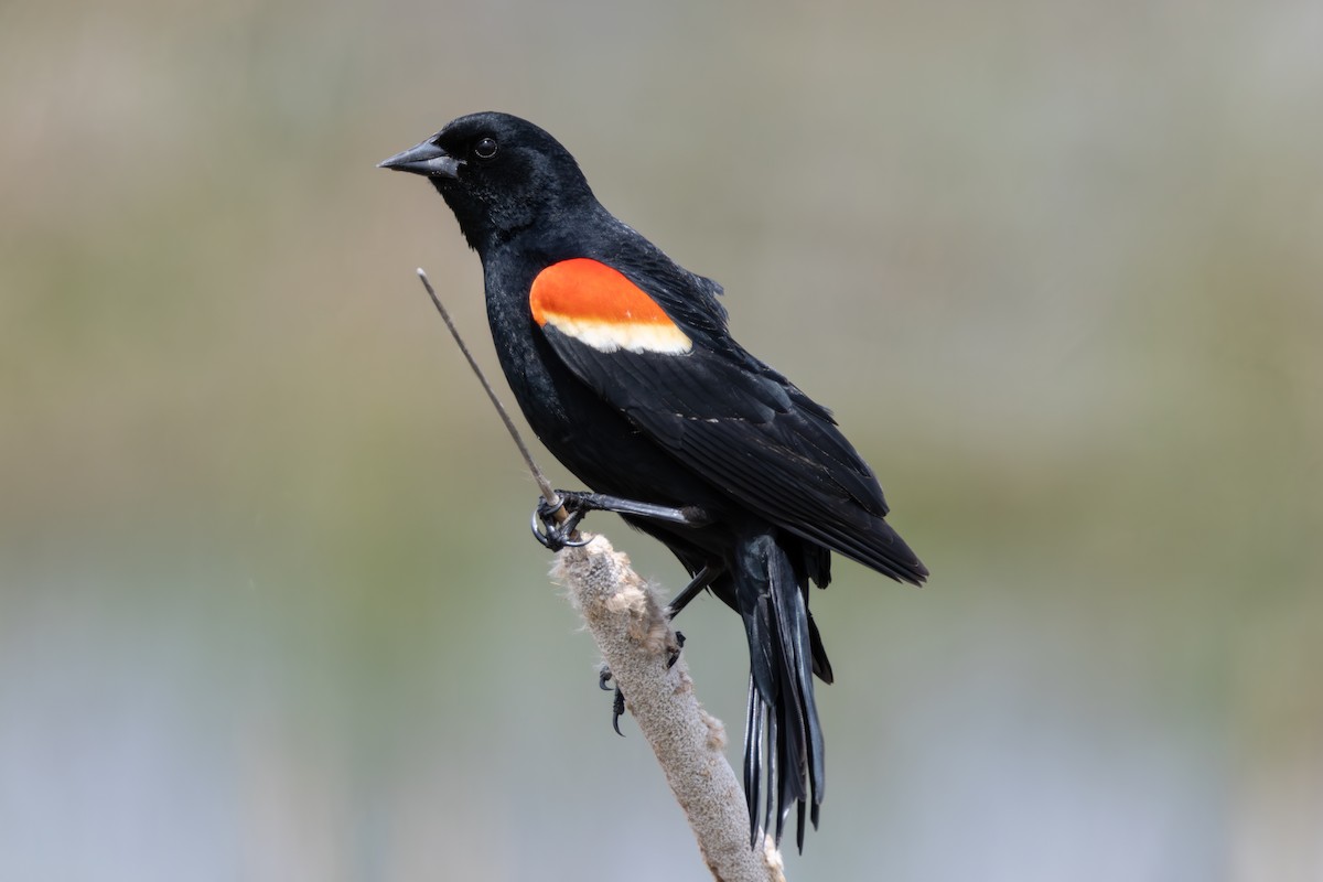 Red-winged Blackbird - Brian  Faulkner