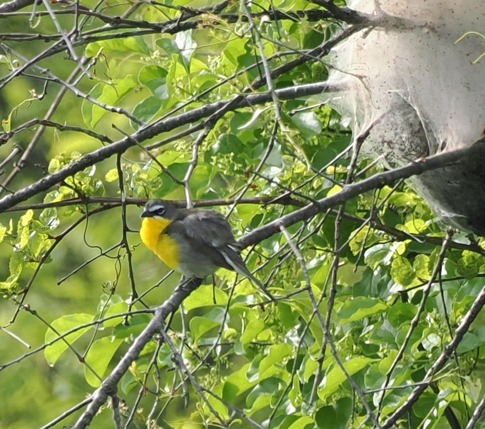 Yellow-breasted Chat - ML619061597