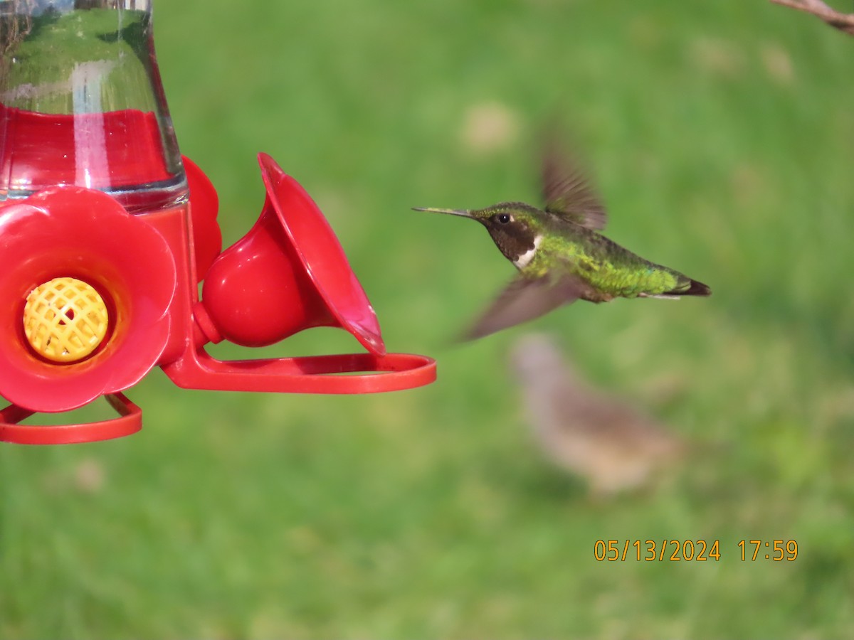 Ruby-throated Hummingbird - ML619061598