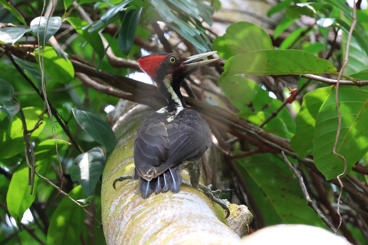 Pale-billed Woodpecker - ML619061599